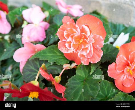 White Flower With Red Spots Hi Res Stock Photography And Images Alamy