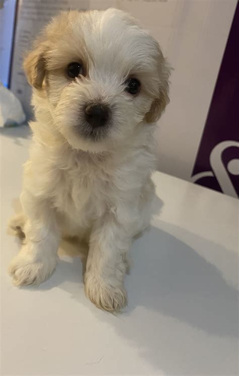 Jackapoo Puppies for sale | UKPets
