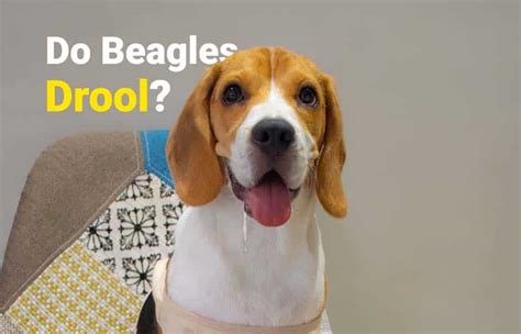Do Beagles Drool Beagle Care