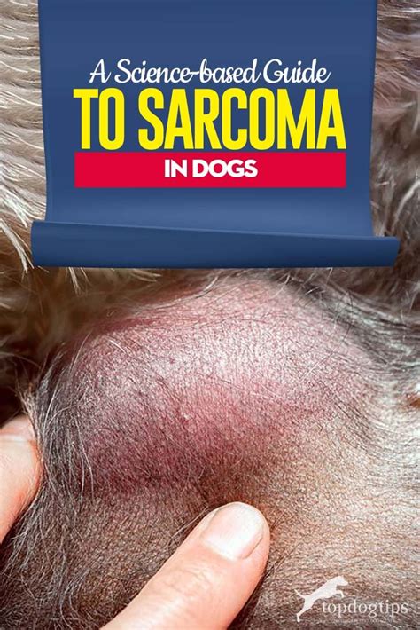 Sarcoma In Dogs A Science Based Guide Types Treatments Survival