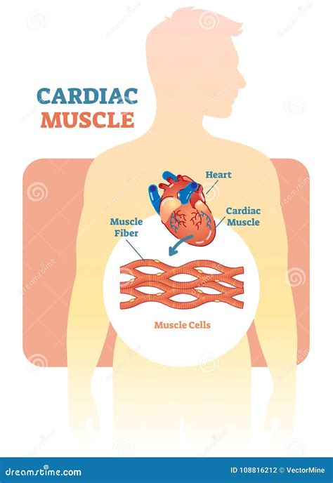 Cardiac Muscle Vector Illustration Diagram Anatomical Scheme With