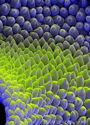Water Mint Flower Cells Ravenectar Microscope Upclose Beautiful