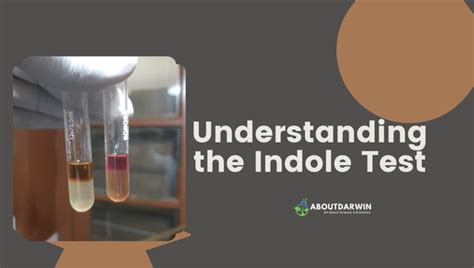 Indole Test Unlocking The Procedure And Its Key Insights