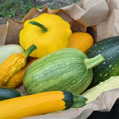 Here S Our Guide To Every Type Of Summer Squash Squash Varieties Types Of Squash Summer