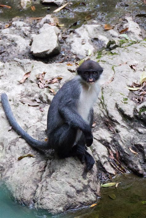 ‘extinct Monkey Rediscovered By Scientists