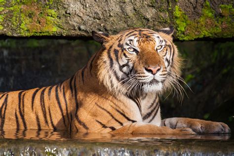 The Most Endangered Tigers In The World Reader S Digest