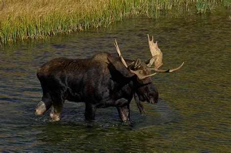 Dnr Moose Sightings Rare In Chippewa Valley