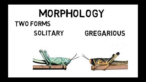 Desert Locust Schistocera Gregaria Morphology Life Cycle And