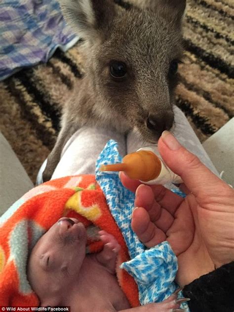 Tender Moment A Kangaroo Joey Helps To Feed His Wombat Baby