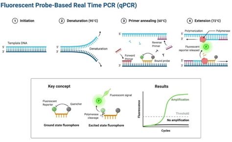 QPCR Real Time Polymerase Chain Reaction RT PCR