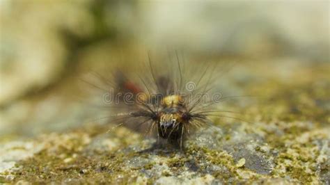 A Very Hairy Caterpillar Crowls On The Stone Ground Outdoors Stock