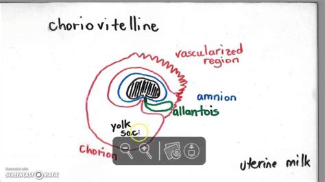 It plays critical roles in facilitating nutrient, gas and waste exchange between the physically separate maternal and fetal circulations. Placenta (part 1) - YouTube
