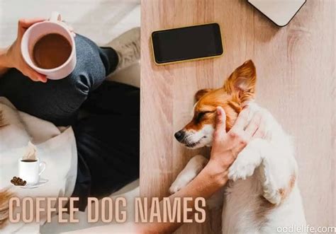73 Best Coffee Names For Dogs Oodle Life