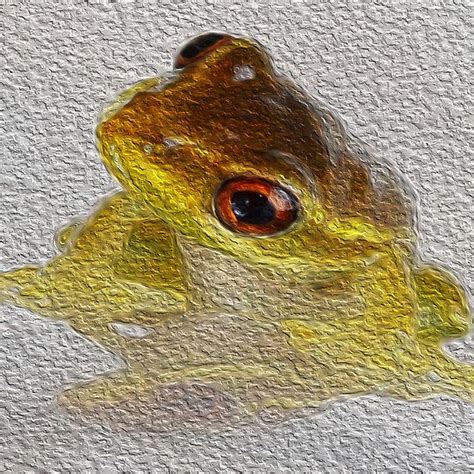 Just Froggy Froggy Art Photography Picture
