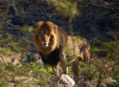 Think you know the animals of the Lion King? Think again. - G Adventures