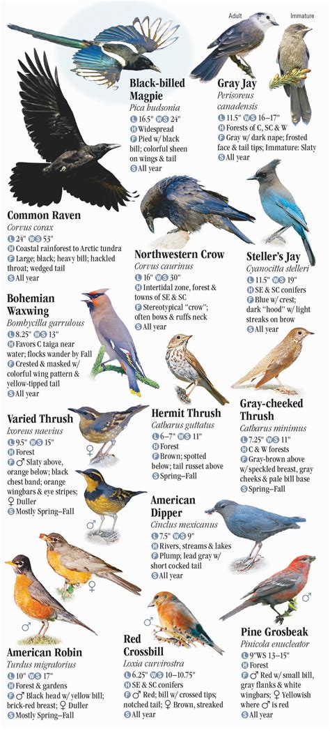Birds Of Alaska Quick Reference Publishing