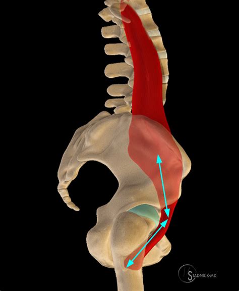 Hip Tendons And Muscles