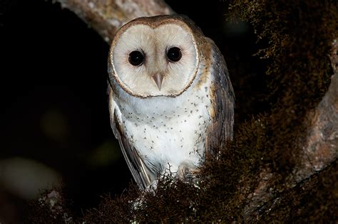 Barn Owl Sean Crane Photography