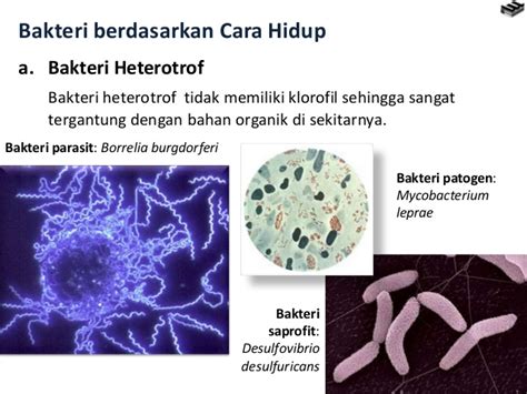 Pengertian Jenis Bakteri Autotrof Dan Bakteri Heterotrof Beserta