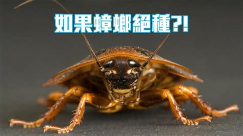 See more of 蟑螂兒 on facebook. 如果蟑螂絕種?! 【中文字幕】 - YouTube