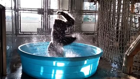 This Video Of Gorilla Dancing While Bathing Is Everyone When They Were
