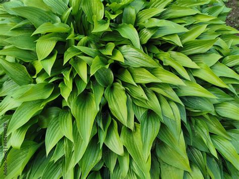 Round Hosta Bush With Sharp Matte Green Leaves Top View In The