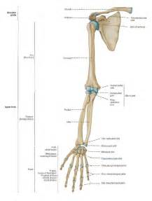 The bones of the human arm, like those of other primates, consist of one long bone , the humerus , in the arm. Arm bones in 2019 | Arm anatomy, Human anatomy, Arm bones