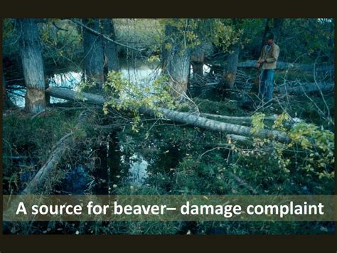 Ppt Beaver Reintroduction In The Absaroka Beartooth Wilderness