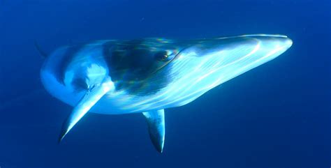 Minke Whales The Worlds Best Places For Whale Watching And Swimming