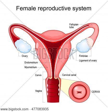 Female Reproductive Vector Photo Free Trial Bigstock