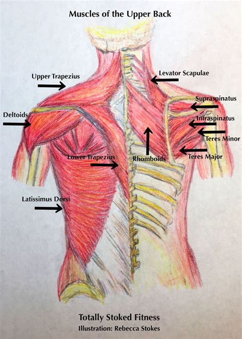 Anatomy Of Upper Back