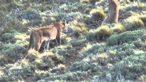 Pumas software has surpassed our expectations on its accuracy and ease of use. Pumas in Patagonia - YouTube