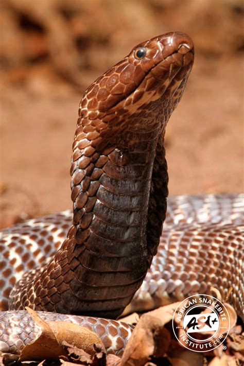 Yes, and we'd like some of it immediately. Zebra Cobra - African Snakebite Institute