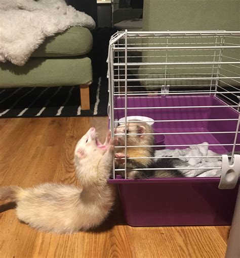 40 Photos Revealing How Silly Ferrets Can Be Bored Panda