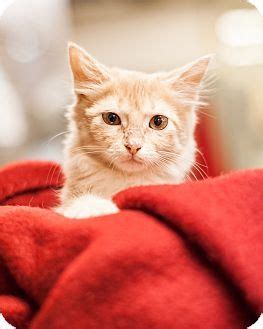 We round up a list each week of all the pets recently put up for adoption in your area. ADOPTION PENDING AS OF 11/10/13! Meet Topaz a Kitten for ...
