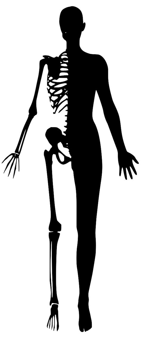 Svg Half Muscles Skeleton Human Free Svg Image And Icon Svg Silh