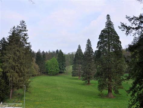 Sequoias In The Rimske Terme Park Photos Kraji Slovenia