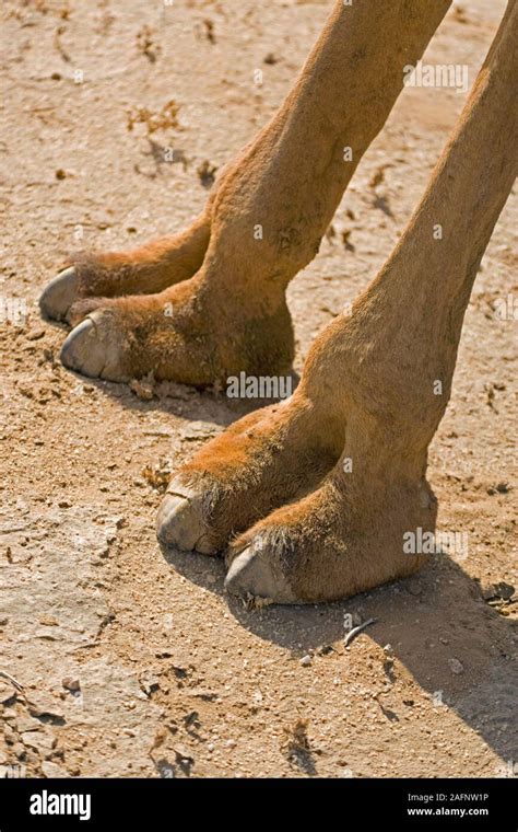 Camel Toes Hi Res Stock Photography And Images Alamy