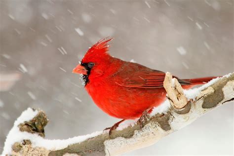 Of The Snowiest Bird Photos Ever Birds And Blooms