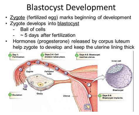 Blastocyst Structure Formation And Similarities