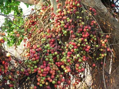 We did not find results for: Unusual Fruit Images : Belgium Tomato Seeds Unusual Rare ...