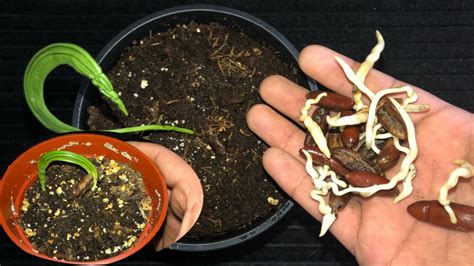 How To Grow Dates From Seeds Date Seed Germination Grow Khajur From