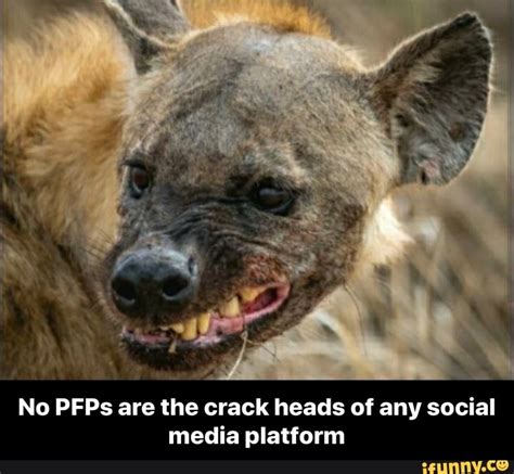 No Pfps Are The Crack Heads Of Any Social Media Platform No Pfps Are The Crack Heads Of Any