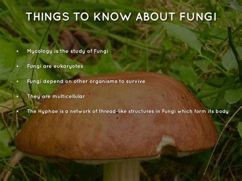 Protista And Fungi Kingdoms By Deshawnrmingo