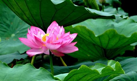 Lotus Vietnams National Flower A Symbol Of Divine Beauty Vietnam