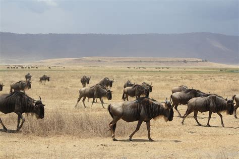 Serengeti National Park Awesome Tanzania Safari