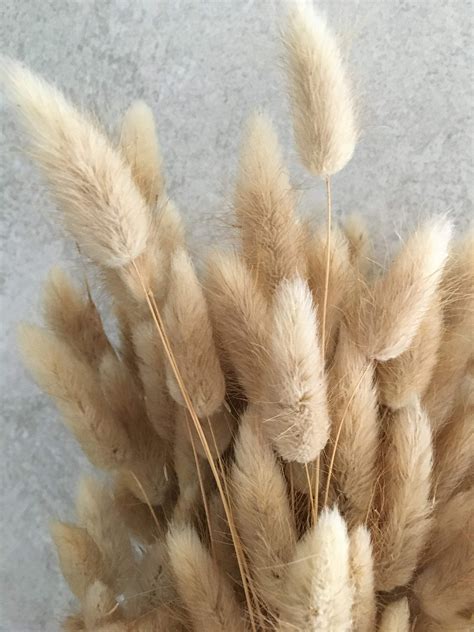 Dried Natural Bunny Tails British Grown Approx 50 Stem Bunches