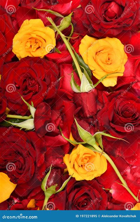Red And Yellow Rose Flower Background Stock Image Image Of Beautiful