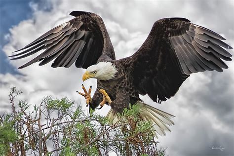 Eagle Landing Photograph By Ronald Kotinsky Fine Art America