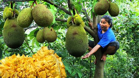 A Woman Finding Jackfruit For Eating Picking By Hand Pick Jackfruit